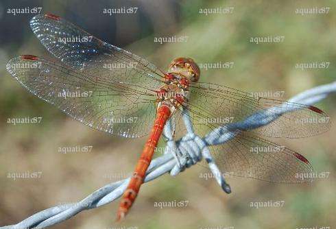 aquatic87 - Homme coquin - Oullins