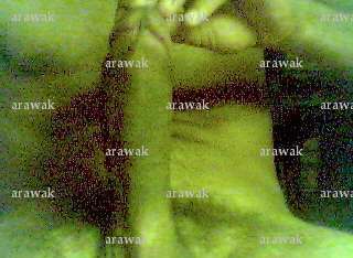 arawak - Homme échangiste - Paris