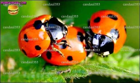 candaul353 - Couple candaulisme - Balazé