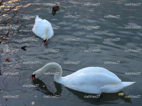 cielbleu27 - Couple candaulisme - Evreux