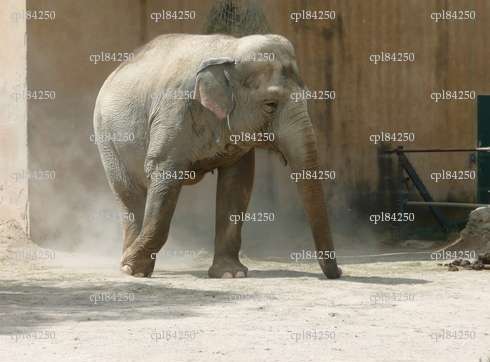 cpl84250 - Couple BDSM - Carpentras