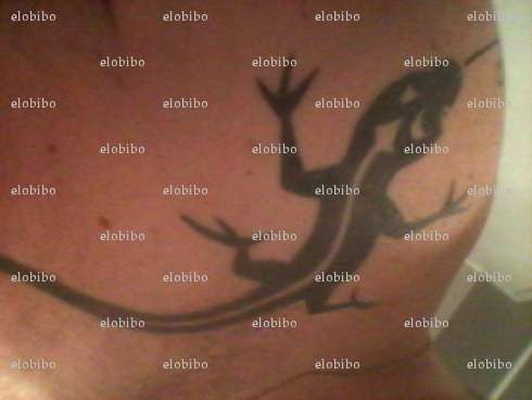 elobibo - Homme BDSM - Arras