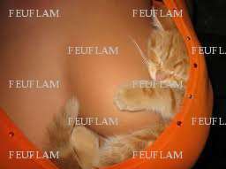 FEUFLAM - Femme coquine - Paris