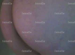 femelle - Trans/trav coquin - Vannes