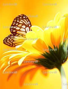 Lovlov68 - Couple bi coquin - Mulhouse