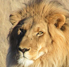 lion58 Homme 53 ans Paris