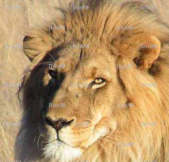 lion58 - Homme coquin - Paris