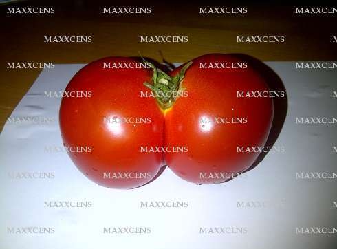 MAXXCENS - Homme mélangiste - Quimper