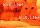 MaRyLiNe84 - Femme coquine - Montceau-les-Mines