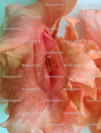 matalanoto - Homme candaulisme - Condrieu