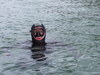 ocean1 Homme 49 ans Montigny-l�s-Cormeilles