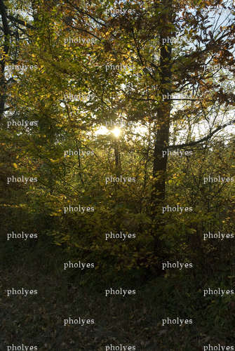 pholyes - Couple échangiste - Alès