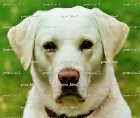 pourchien2 - Homme bi coquin - Fécamp