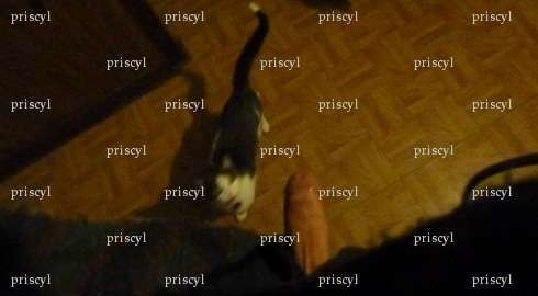 priscyl - Homme bi BDSM - Thionville