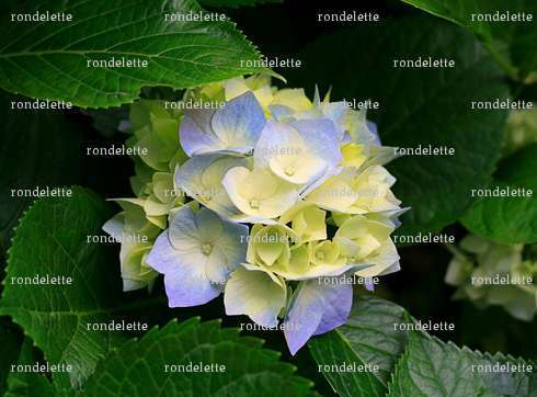 rondelette - Femme bi Libertine coquine - Lille
