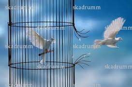 skadrumm - Homme coquin - Besançon
