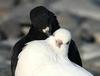 souris47 Couple 54 et 53 ans Marmande